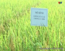 Đánh giá mô hình giống lúa lai LY 2099 tại huyện Yên Bình