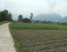 Huyện Văn Chấn phấn đấu hoàn thành gieo trồng trên 2500 ha cây vụ đông
