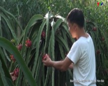 Những vườn thanh long ruột đỏ ở xã Mai Sơn - huyện Lục Yên