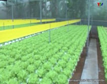 Hiệu quả bước đầu của mô hình trồng rau thủy canh ở TP Yên Bái