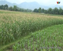 Nông dân thị xã Nghĩa Lộ gieo trồng được 564 ha cây vụ đông