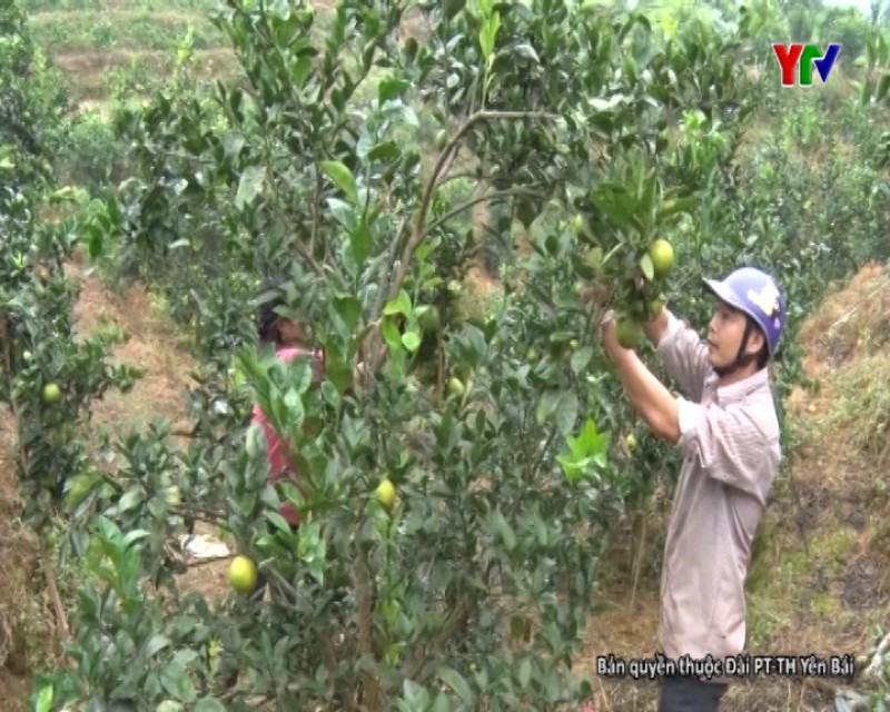 Huyện Văn Chấn thu hoạch gần 500 tấn cam