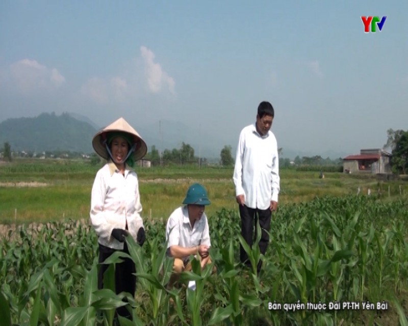 Hạnh Sơn - Điểm sáng trong phong trào trồng cây vụ đông ở Văn Chấn