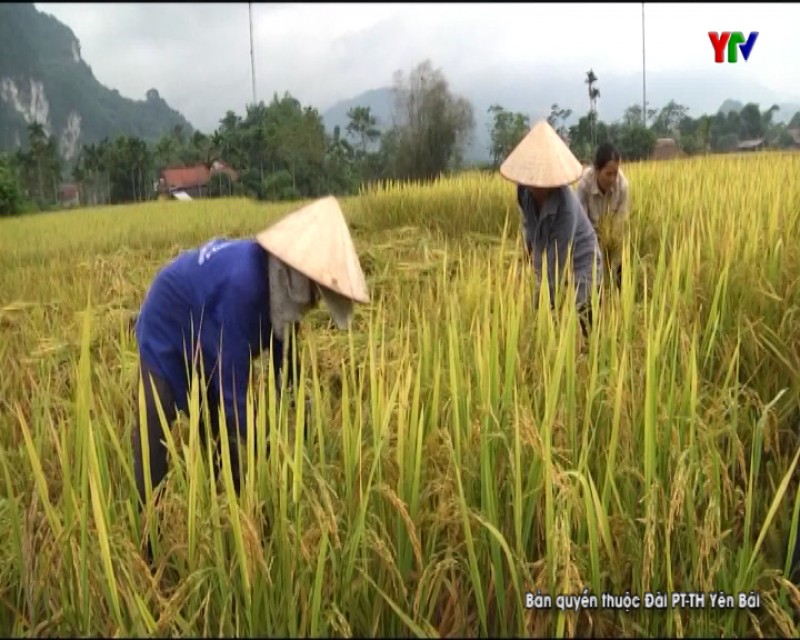 Nông dân huyện Lục Yên tập trung thu hoạch lúa mùa
