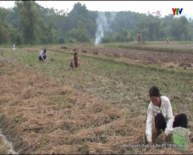Yên Bình tập trung thu hoạch lúa mùa