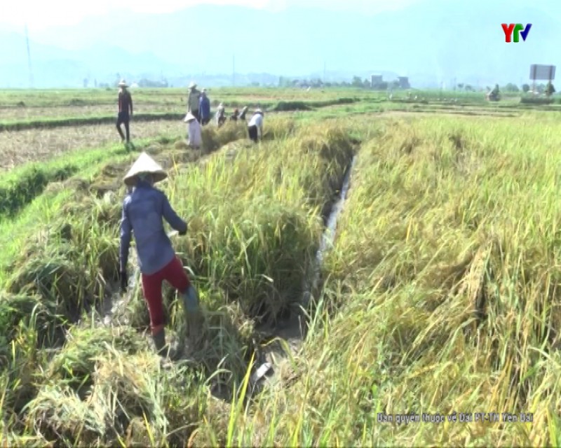 Chỉ dẫn địa lý gạo Mường Lò – Giải pháp bền vững cho sản xuất lúa