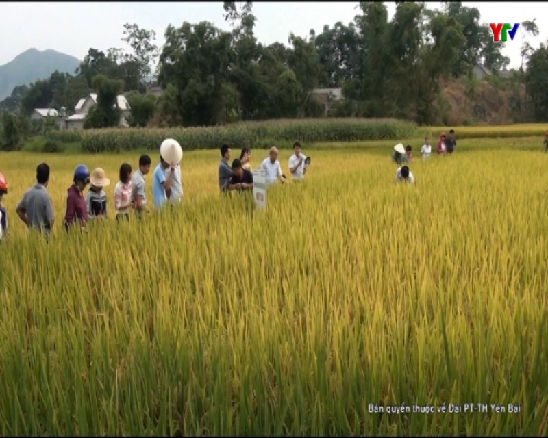 Gạo Bạch Hà - Hương vị quê hương hồ Thác