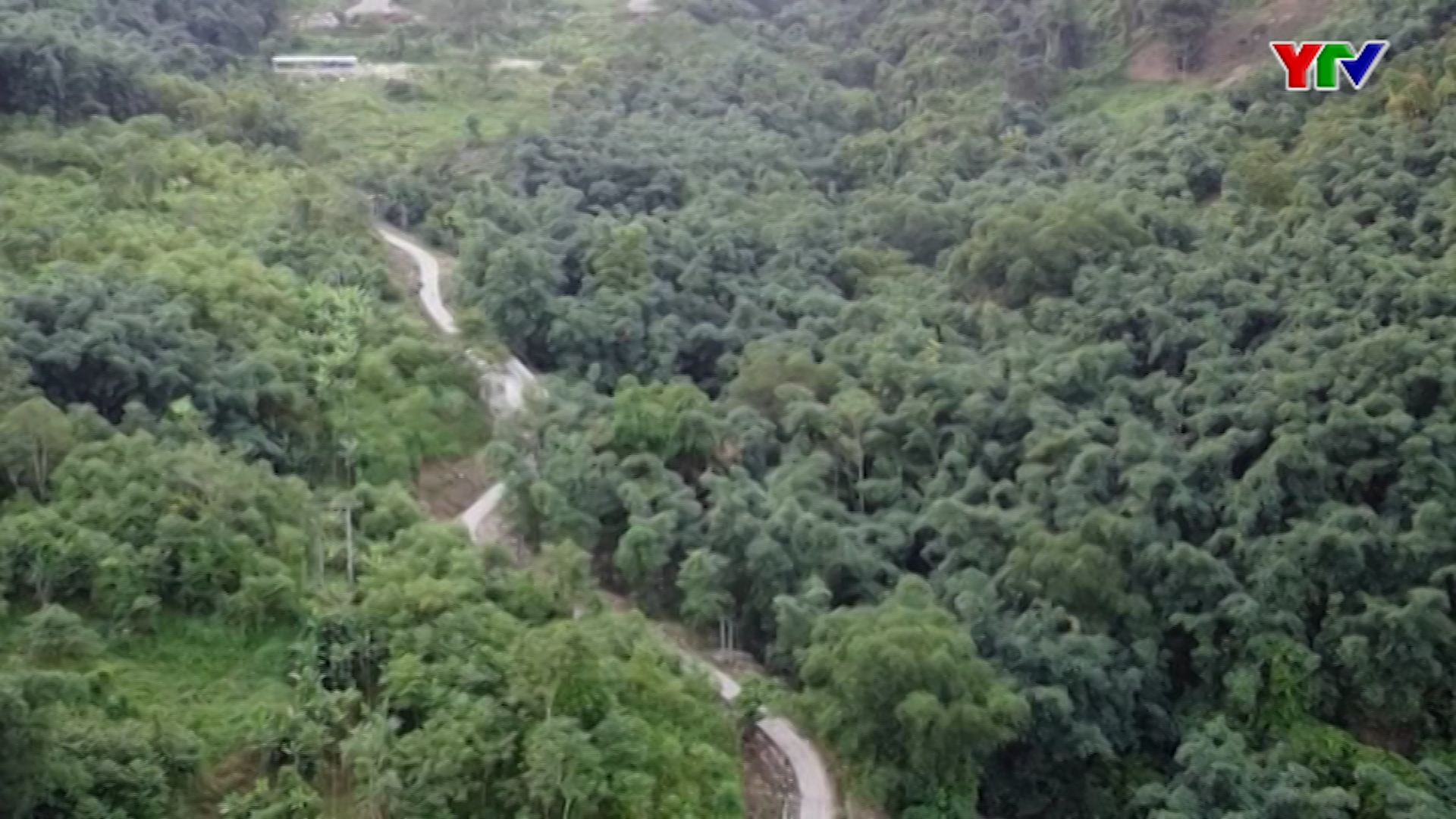 Huyện Lục Yên trồng được trên 2.200ha rừng