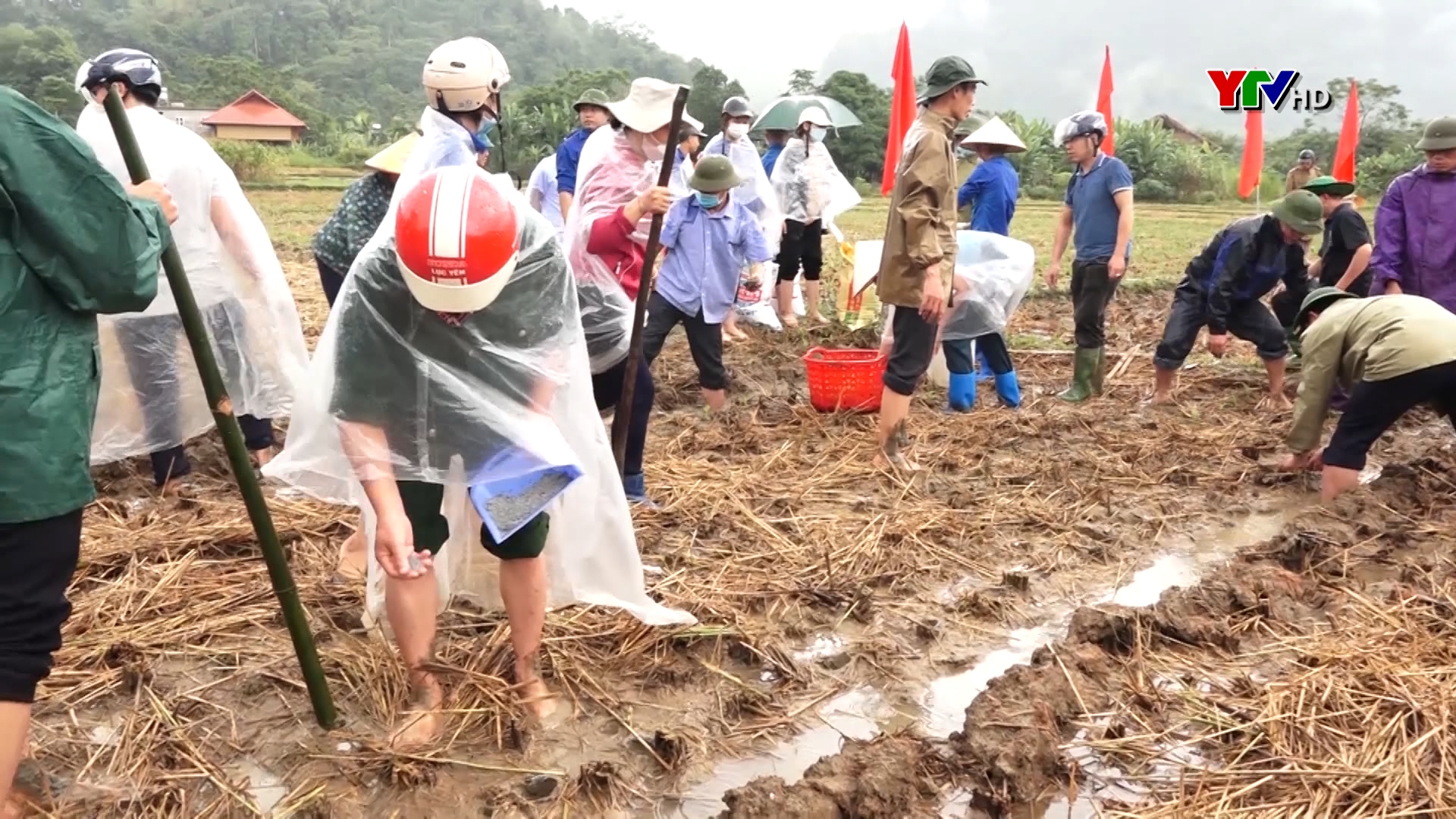 Huyện Lục Yên phát động “ Ngày cùng dân” trồng ngô đông trên đất 2 lúa
