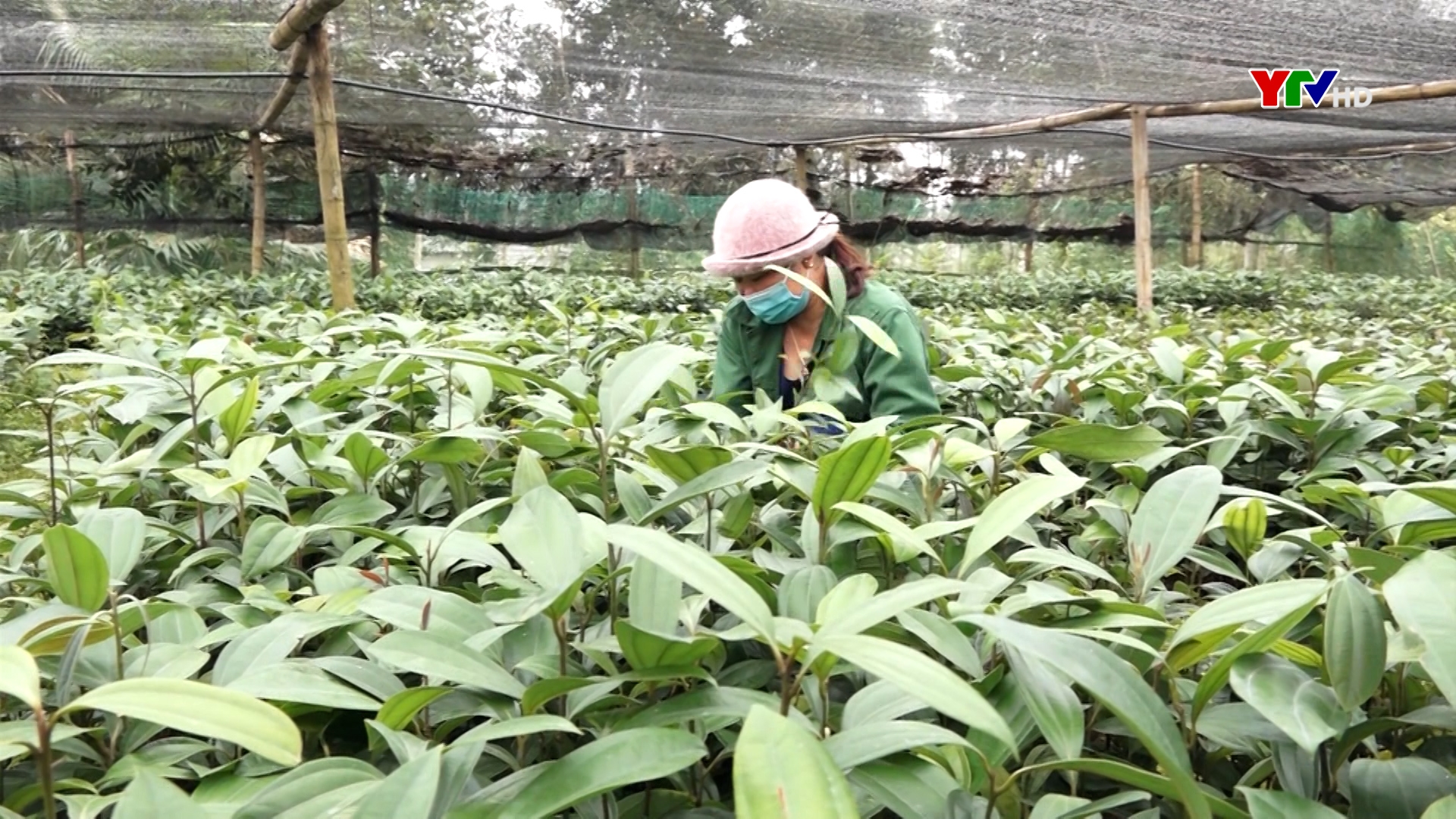 Huyện Lục Yên trồng mới hơn 800 ha quế