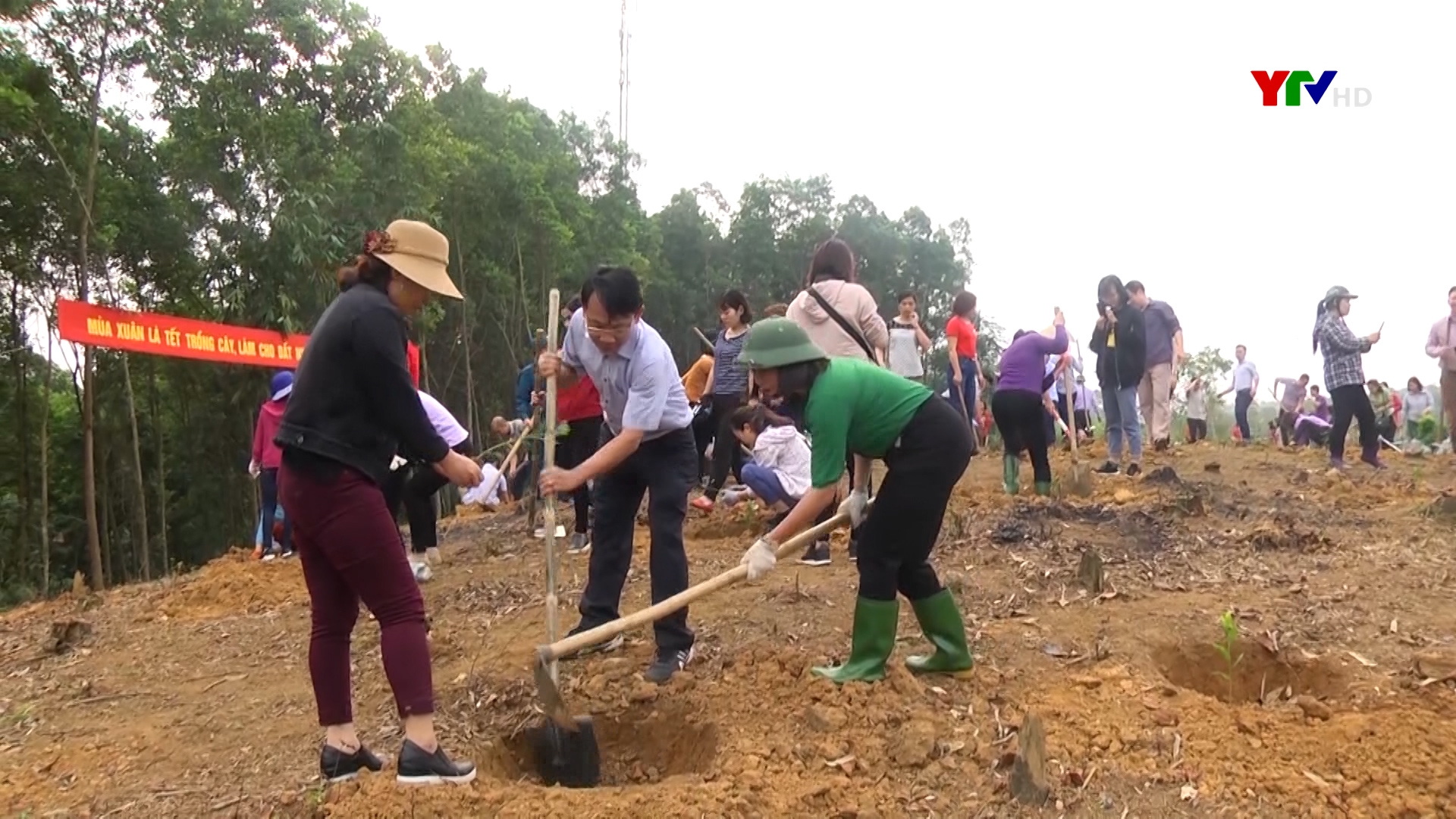 Thành phố Yên Bái trồng 330 ha rừng tập trung