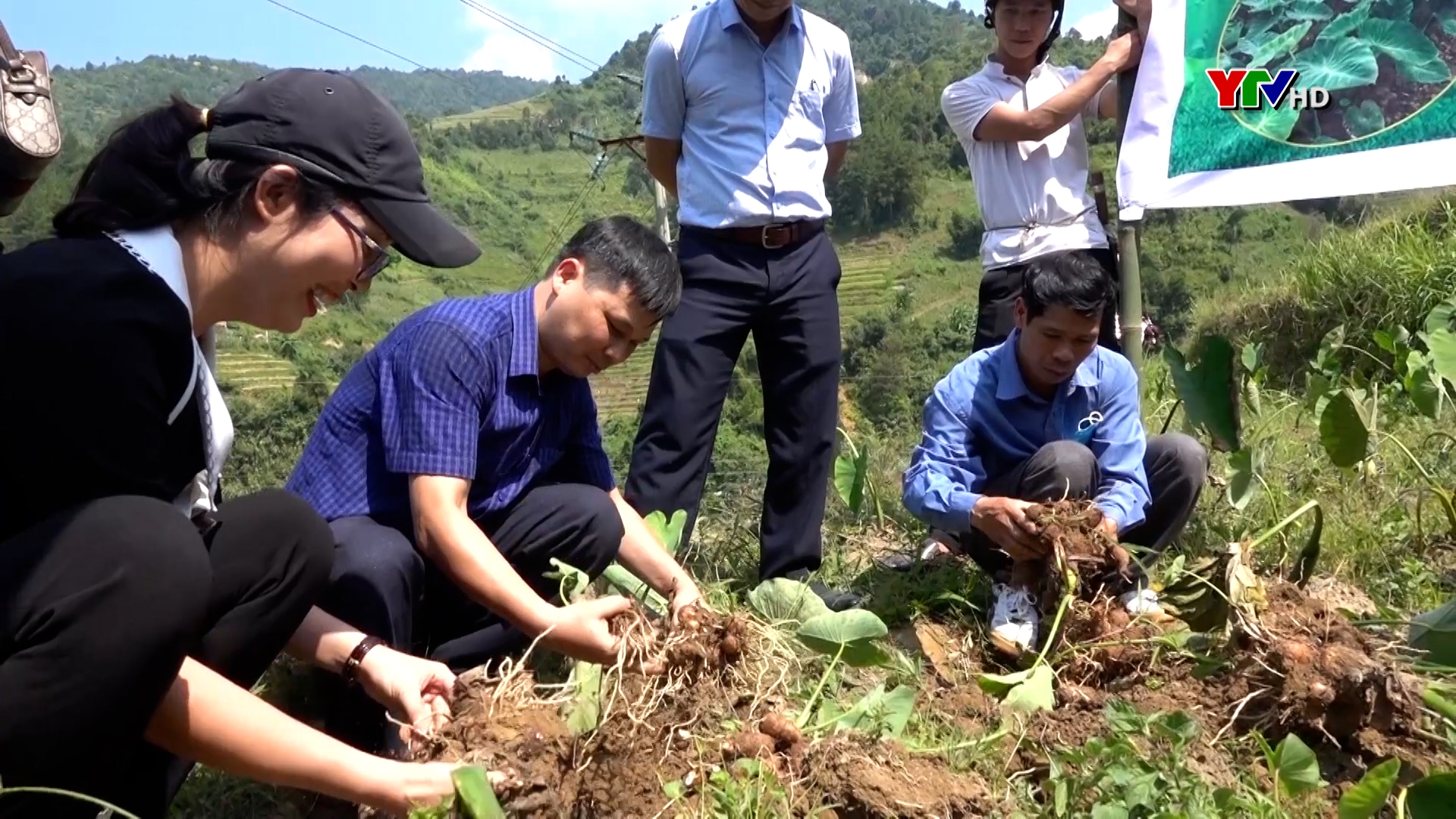 Huyện Mù Cang Chải đánh giá mô hình khoai sọ tại xã Hồ Bốn