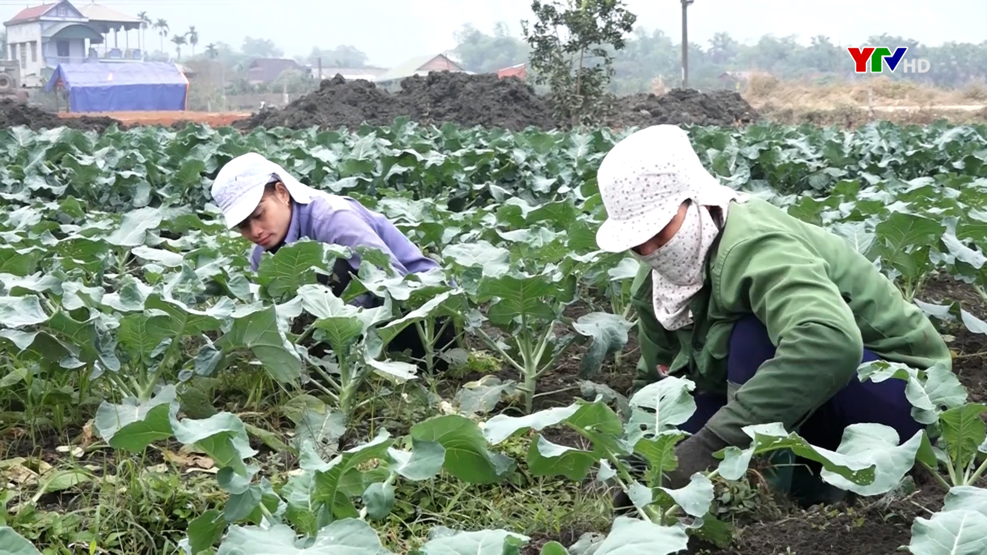 Lục Yên trồng 860 ha rau, đậu và khoai lang vụ đông.