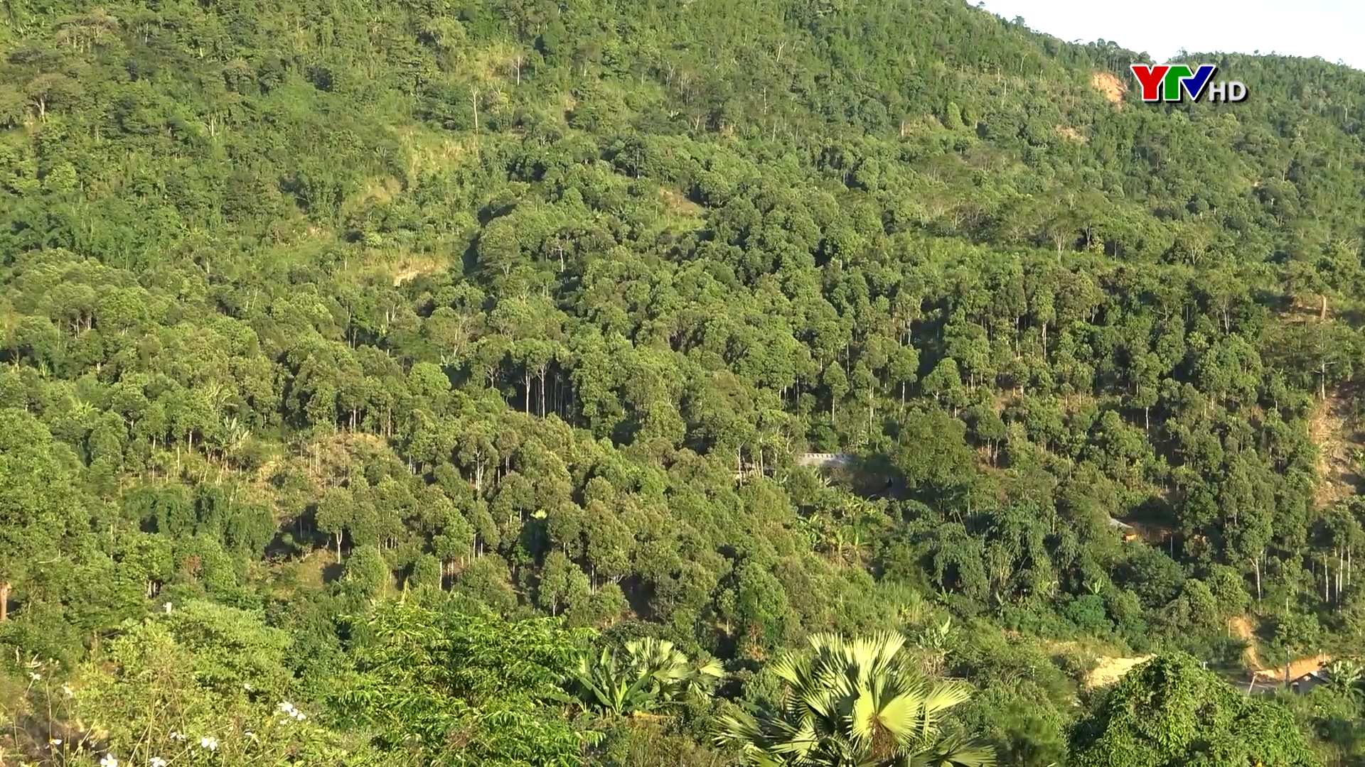 Xã Nậm Mười, huyện Văn Chấn tích cực bảo vệ rừng