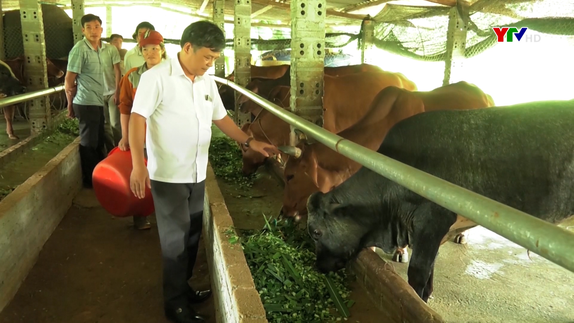 Yên Bái tập trung nâng cao chất lượng đàn gia súc