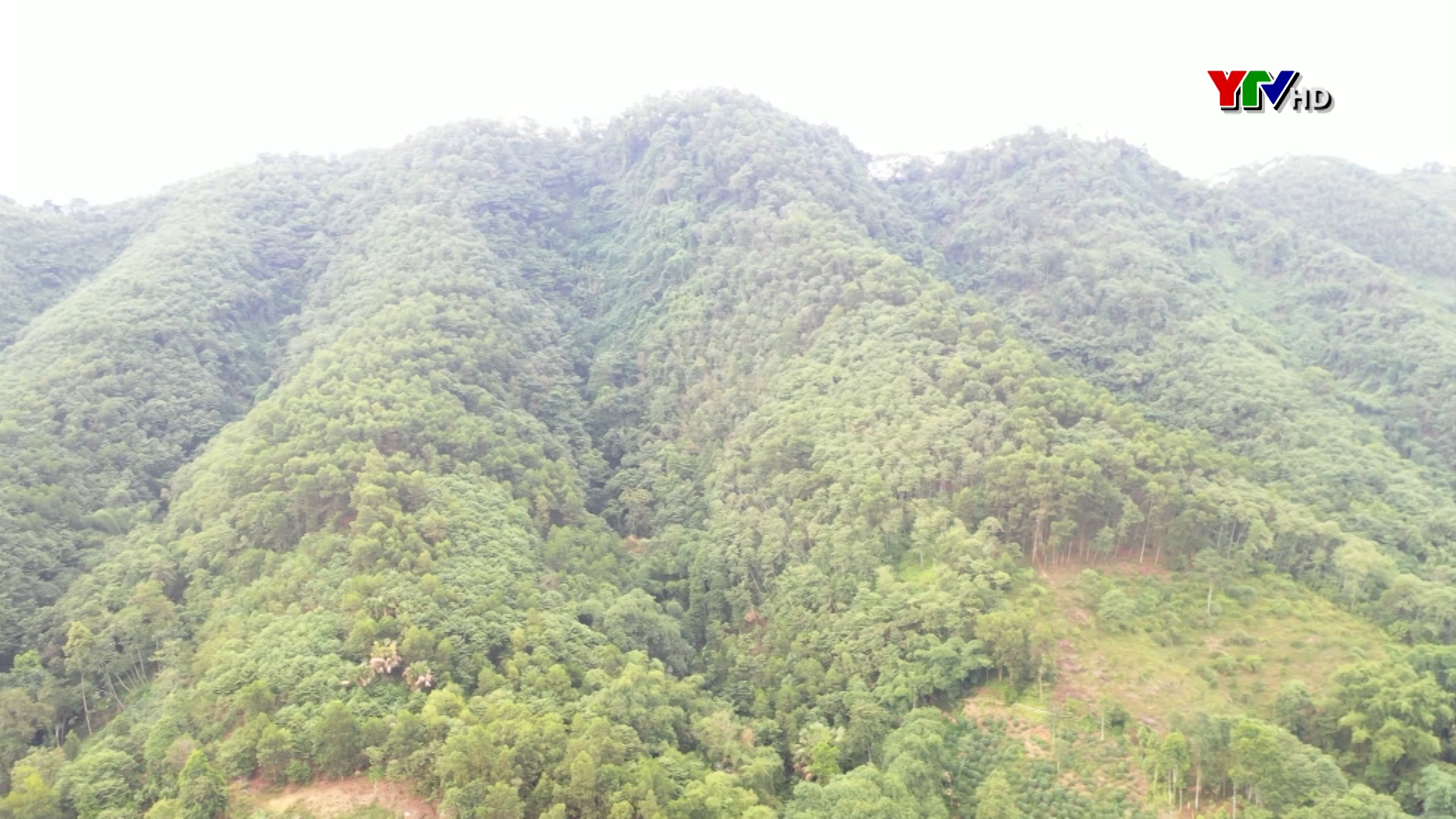 Huyện Lục Yên có hơn 2.800 ha rừng theo tiêu chuẩn FSC