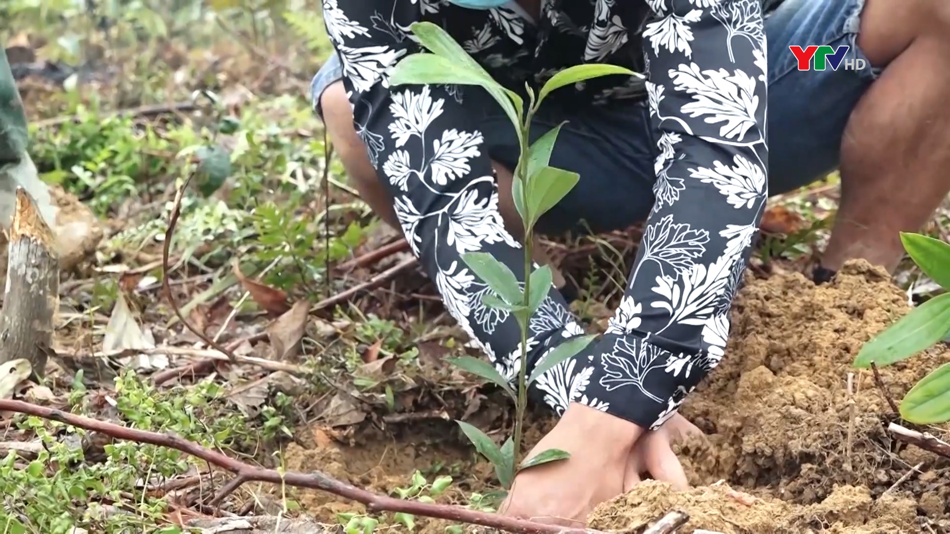 Lục Yên trồng mới trên 2.500 ha rừng
