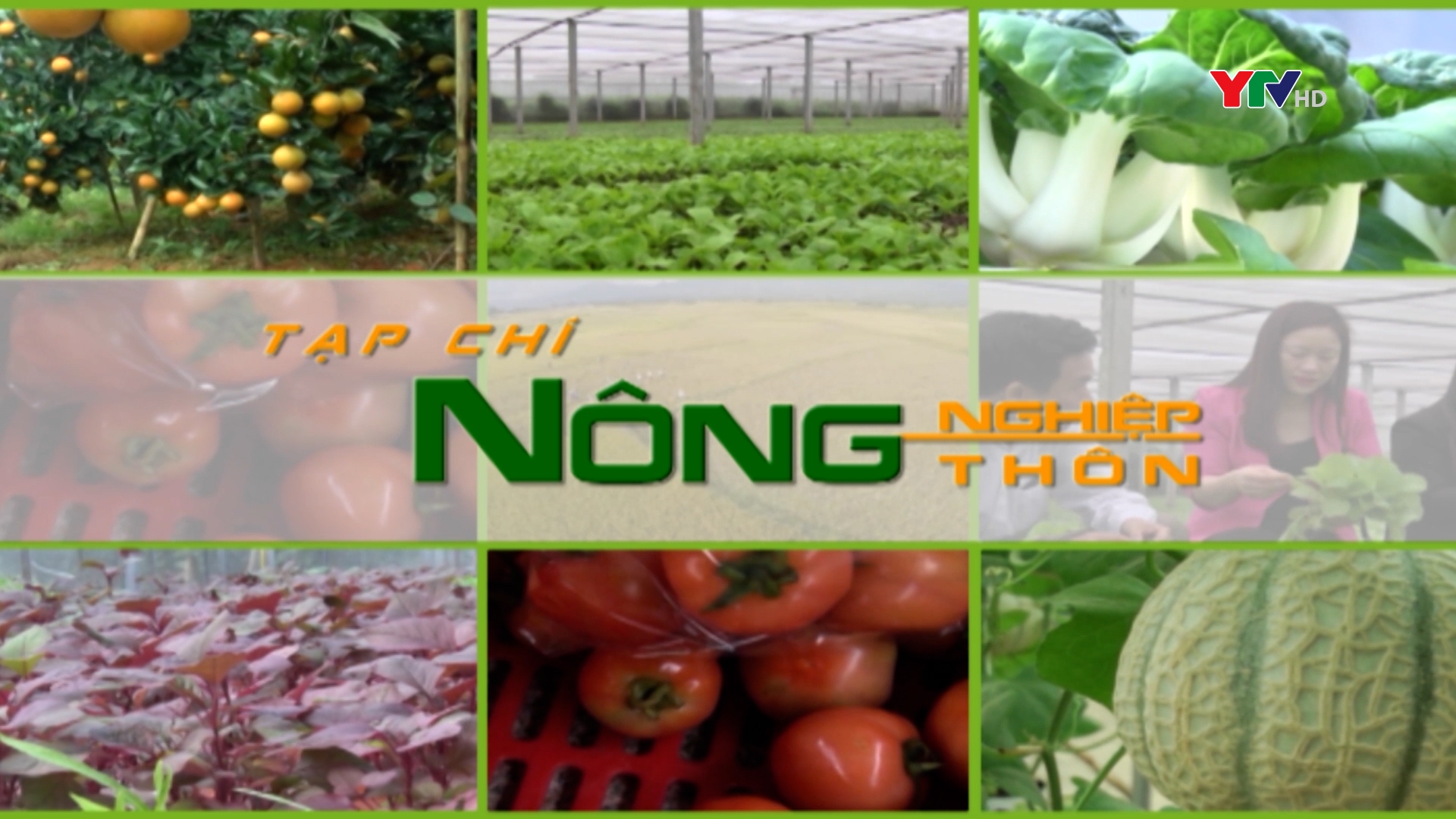 Phát triển cây ăn quả tại Yên Bái: Hiệu quả, bền vững