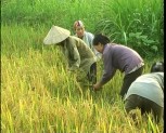 Yên Bình cơ bản thu hoạch xong lúa mùa
