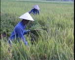 Năng suất lúa mùa của huyện Văn Chấn đạt 48 tạ/ha