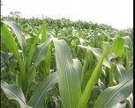 Huyện Văn Chấn trồng được 720ha ngô đông trên đất 2 vụ lúa