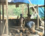 Yên Bái có hơn 800 đơn vị, hộ gia đình chế biến gỗ rừng trồng
