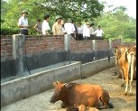Tổng đàn gia súc chính của tỉnh giảm so với năm trước