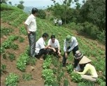 Trên 3000 ha sắn của huyện Văn Yên được áp dụng các biện pháp canh tác bền vững