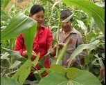 Cây ngô đồi giúp nông dân Văn Yên giảm nghèo