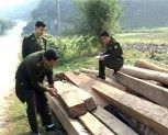 Trạm kiểm lâm bản Giõng huyện Văn Chấn xử lý 17 vụ vi phạm lâm luật