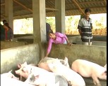 Niềm vui mới cho người chăn nuôi Thành phố Yên Bái