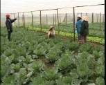 Câu lạc bộ sở thích với mô hình trồng rau an toàn trong nhà lưới