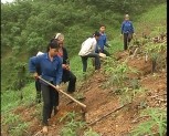 Huyện Yên Bình hoàn thành vượt mức kế hoạch trồng rừng năm 2011