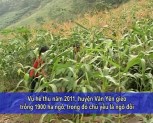 Cây ngô đồi giúp nông dân Văn Yên giảm nghèo(Tiếng Mông)