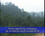Lục Yên: Tăng cường công tác bảo vệ và phát triển rừng(Tiếng Mông)