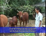 Hiệu quả từ cải tạo đàn bò bằng phương pháp truyền tinh nhân tạo(Tiếng Mông)