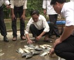 Lục Yên: mô hình nuôi cá rô phi đơn tính cho thu lãi khoảng 60 triệu đồng/ha