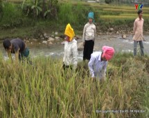 Nông dân huyện Trạm Tấu tập trung thu hoạch lúa mùa