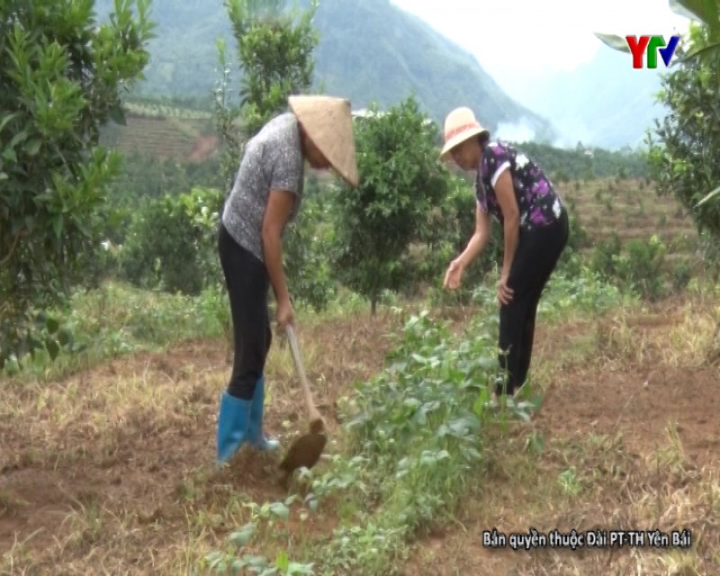 Xã Thượng Bằng La huyện Văn Chấn triển khai mô hình nông, lâm kết hợp