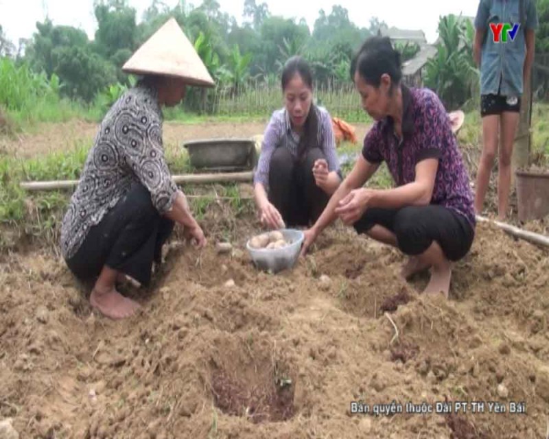 Huyện Văn Yên hỗ trợ 22 tấn khoai tây giống cho nông dân bị thiệt hại do lũ