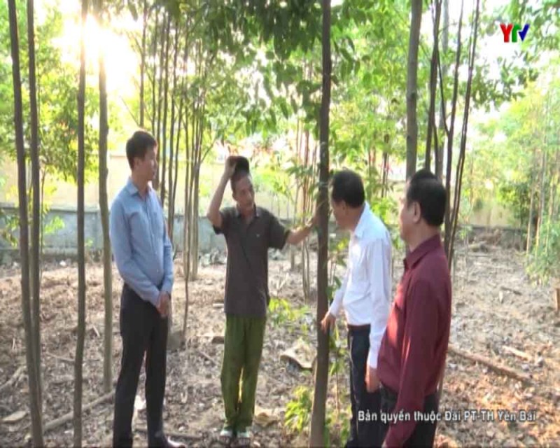 Đồng chí PCT UBND tỉnh Nguyễn Văn Khánh kiểm tra mô hình trồng cây dó bầu tạo trầm tại huyện Văn Yên