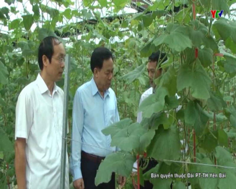 Đ/c Nguyễn Văn Khánh - Phó Chủ tịch UBND tỉnh kiểm tra mô hình trồng dưa lê công nghệ cao