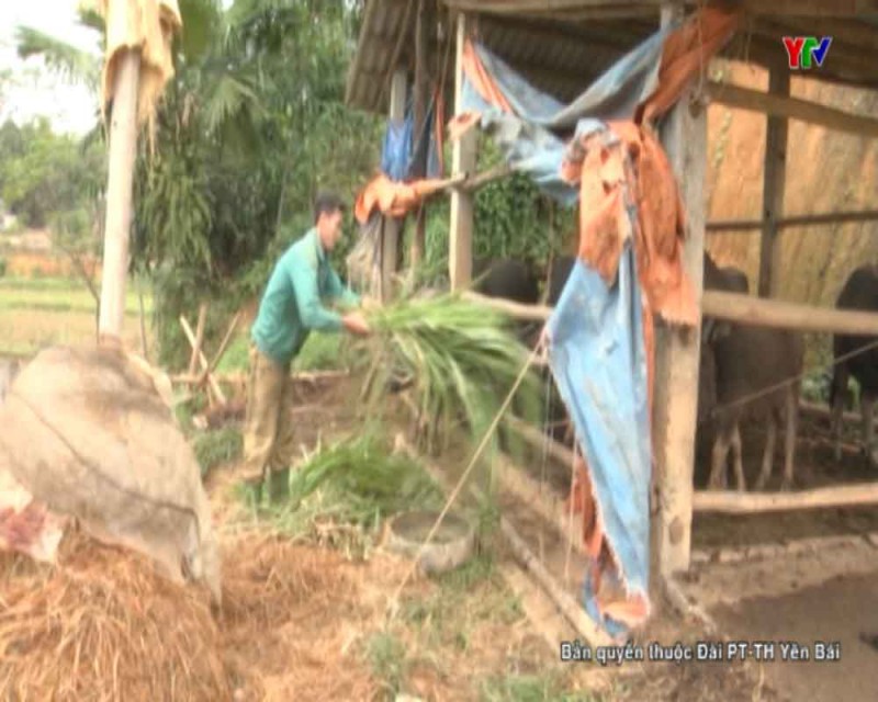 Kiểm tra công tác phòng, chống đói, rét cho đàn gia súc tại huyện Trấn Yên