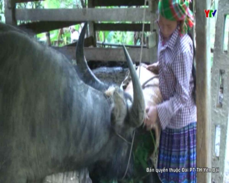 Huyện vùng cao Mù Cang Chải chủ động phòng chống đói, rét cho đàn vật nuôi
