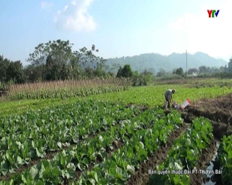 Thị trấn Yên Thế - huyện Lục Yên đẩy mạnh sản xuất vụ đông