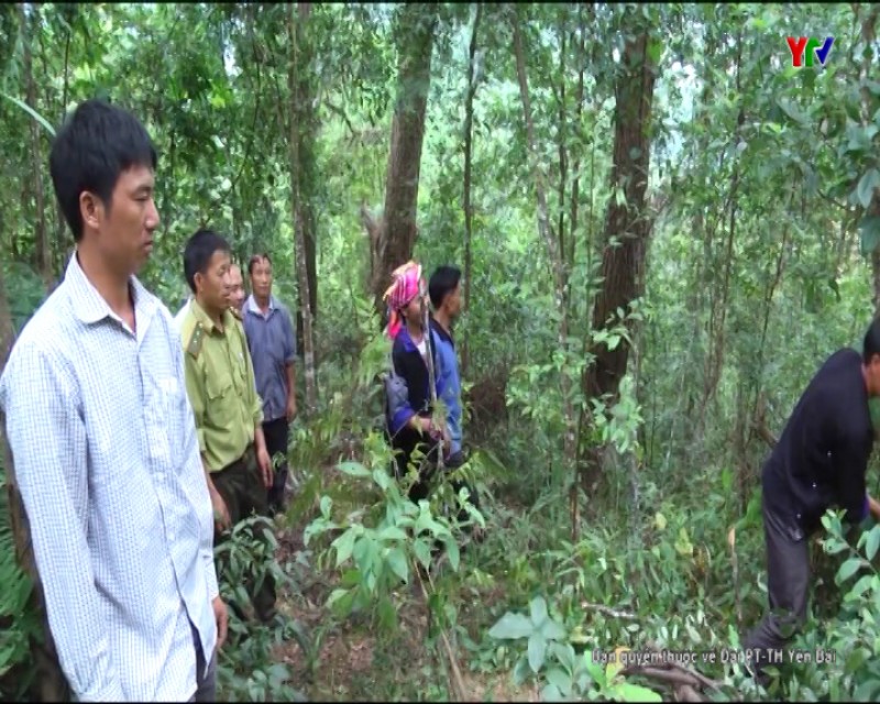 Bản Phình Hồ - Điểm sáng trong công tác bảo vệ rừng của huyện Mù Cang Chải