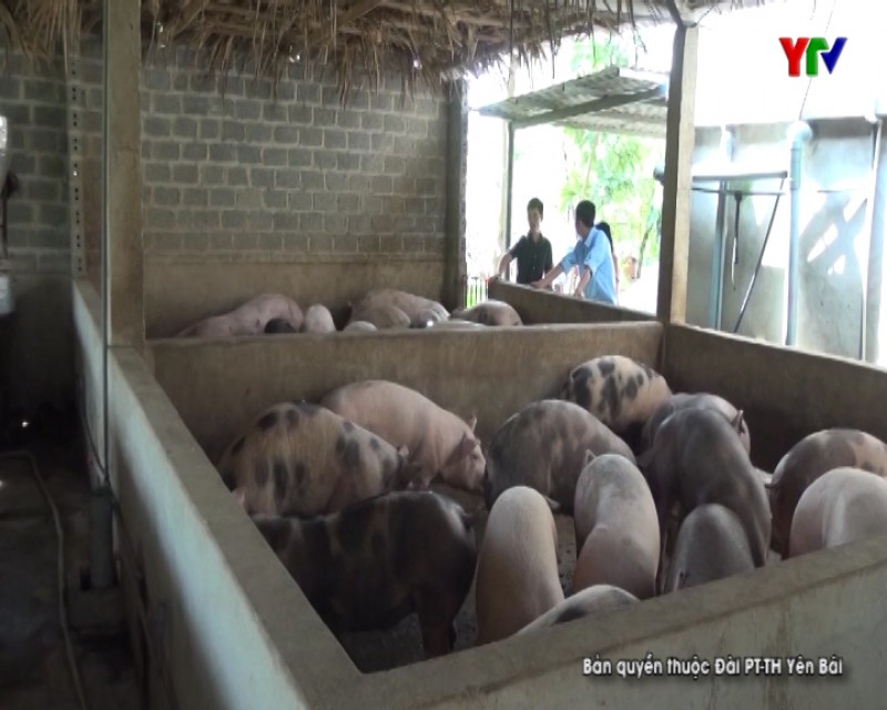 Văn Chấn chủ động phòng chống dịch tả lợn châu Phi