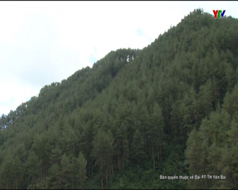 Yên Bái tăng cường công tác quản lý, bảo vệ rừng