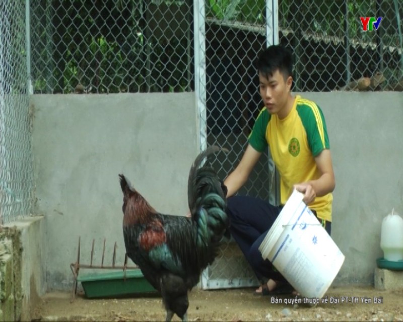 Nguyễn Thanh Bình với niềm đam mê nuôi gà H’Mông