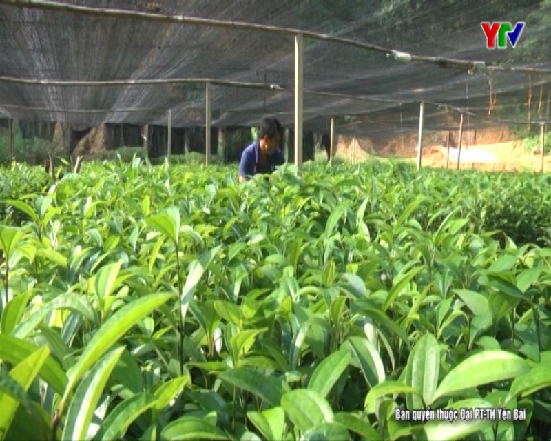 Đại Đồng phát triển nghề ươm cây giống lâm nghiệp